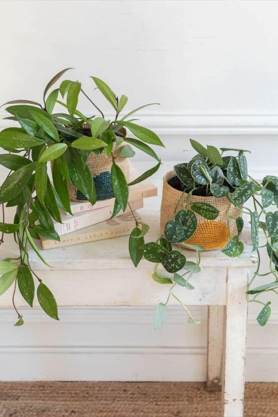 Bergamotte - Plantestrologiehttps://www.pinterest.fr/pin/17029304833214863/